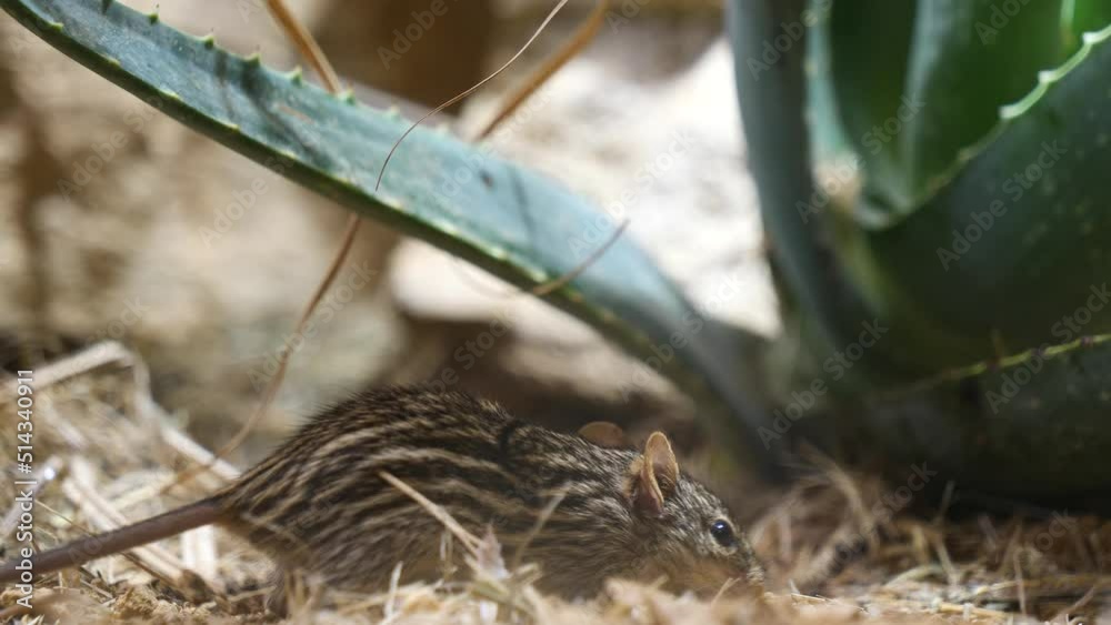 Close up shot of wild Grass Mouse looking for food in hay beside cactus plant in summer Close up shot of wild Grass Mouse looking for food in hay beside cactus plant in summer