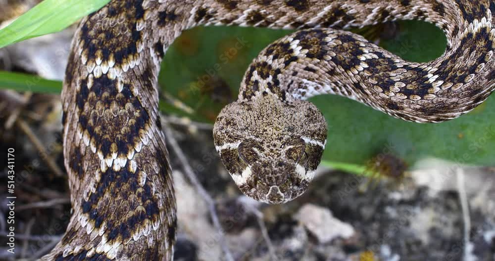 Static video of a Western Diamondback Rattlesnake(Crotalus atrox). Close up shot of the snake coiled. Static video of a Western Diamondback Rattlesnake(Crotalus atrox). Close up shot of the snake coiled.