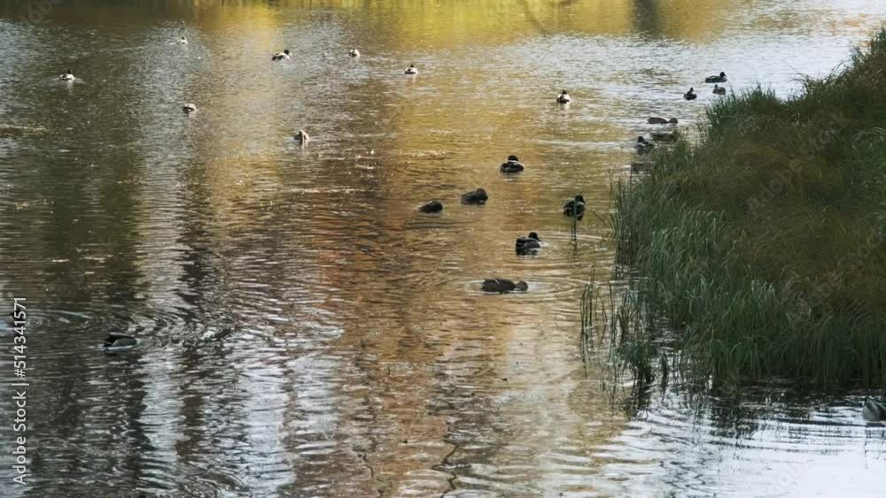 Wild ducks swimming in a pond in warm autumn day. Fall season, autumn atmosphere concept Wild ducks swimming in a pond in warm autumn day. Fall season, autumn atmosphere concept