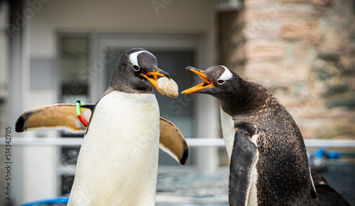 penguins on the beach with rock