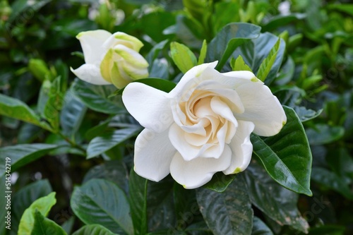 ヤエクチナシ　クチナシ（梔子）八重咲き