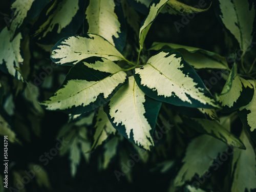 Tree foliage
