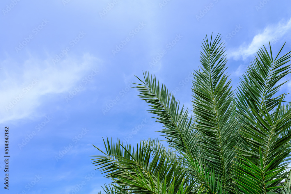 Natural green background of green palm leaves on blue sky background Natural green background of green palm leaves on blue sky background