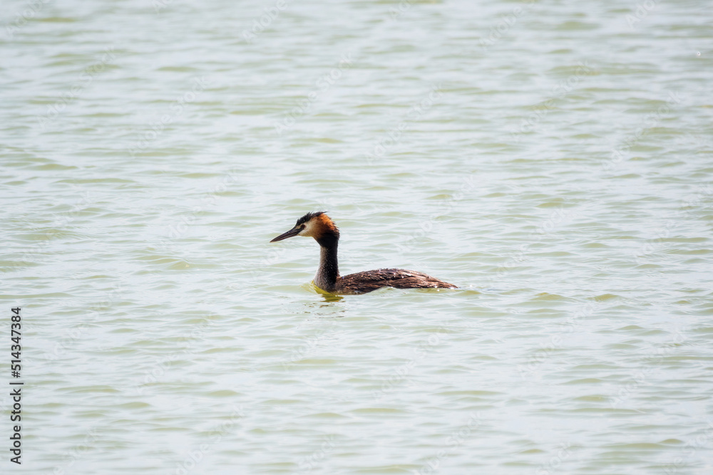 The waterfowl bird Great Crested Grebe swimming in the calm lake The waterfowl bird Great Crested Grebe swimming in the calm lake