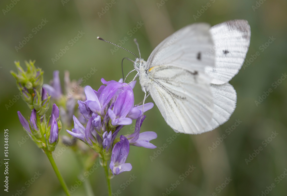 Naklejka premium white butterfly on a flower