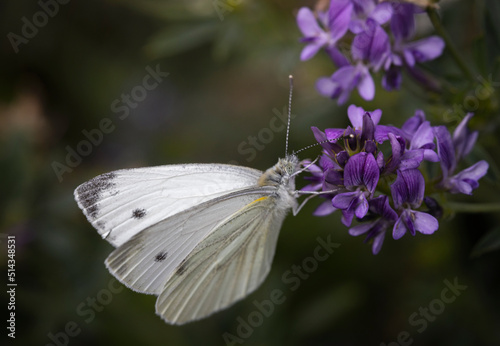 butterfly on a flower © adrian