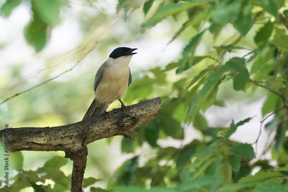 azure winged magpie in a forest azure winged magpie in a forest