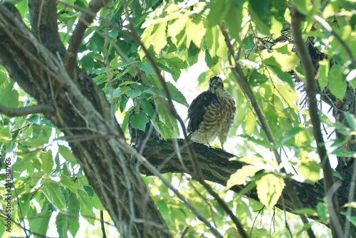 Wallpaper Mural japanese sparrow hawk on a branch Torontodigital.ca