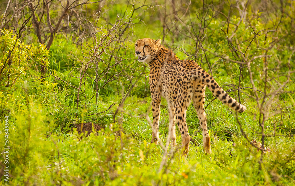Cheetah (Acinonyx jubatus) is an interesting member of the feline family and is known for its fast running. Cheetah (Acinonyx jubatus) is an interesting member of the feline family and is known for its fast running.