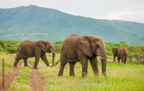 Elephants living in the wild African savannahs are very emotional and eat green all day long. © selim