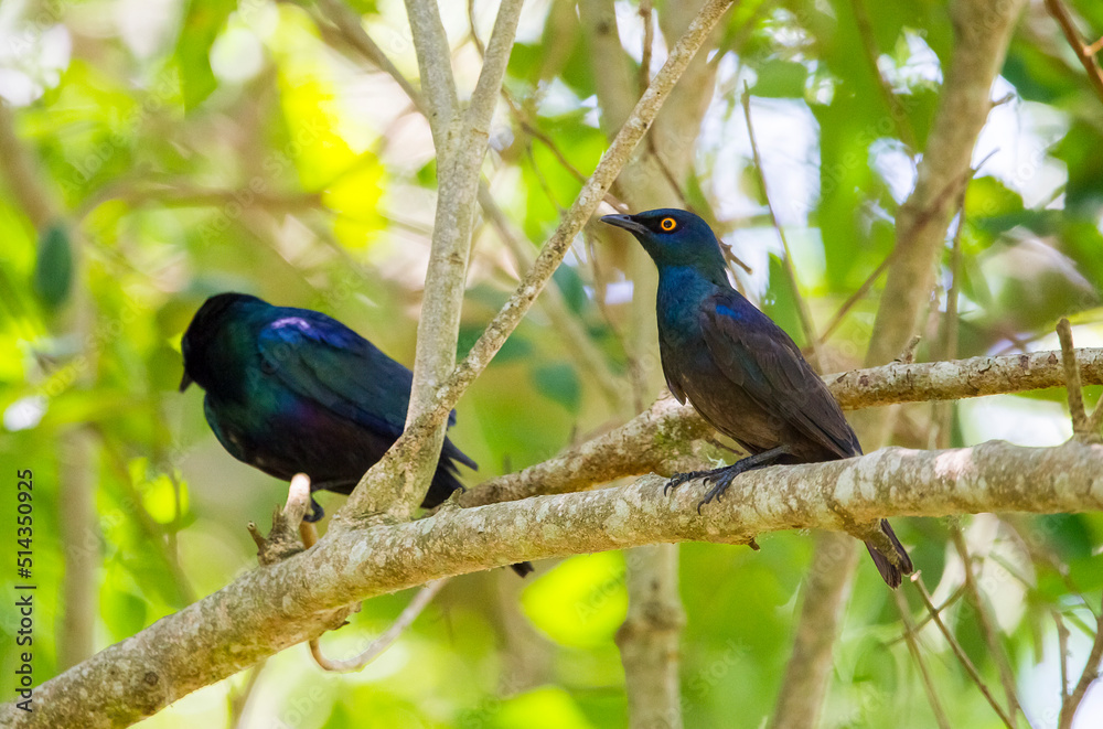Obraz premium Cape glossy starling (Lamprotornis nitens) is a species of starling in the family Sturnidae. It is found in southern Africa, where it lives in woodlands, bushveld and in suburbs.