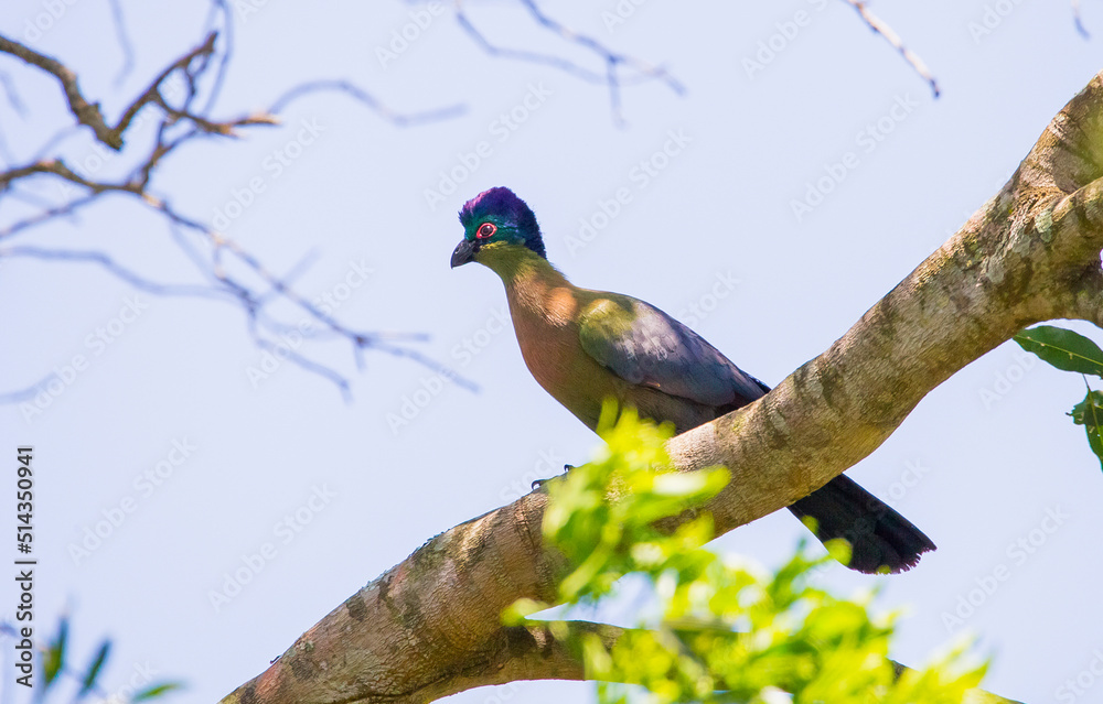 Fototapeta premium The purple-crested turaco (Tauraco porphyreolophus) is a species of bird in the Musophagidae family. It is the National Bird of the Kingdom of Swaziland.