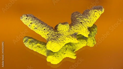 The broken staghorn coral on the orange transparent studio background with reflection