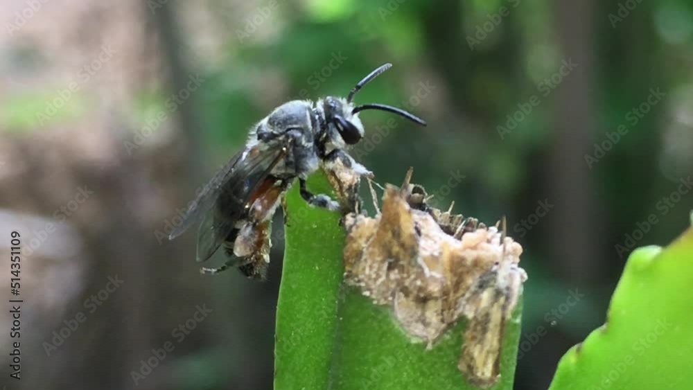 European Honey Bee, apis mellifera, Black Bee against Nature, Real Time 4K stock video