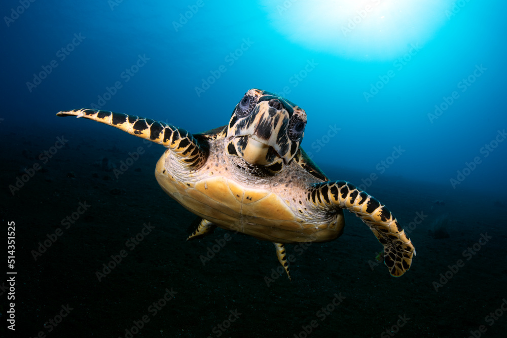 Obraz premium Hawksbill Sea Turtle - Eretmochelys imbricata swims along the seabed. Sea life of Tulamben, Bali, Indonesia.