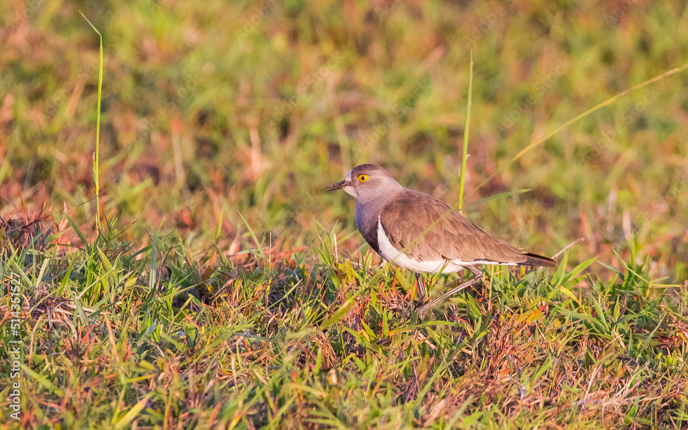 Senegal lapwing (Vanellus lugubris) is a resident African bird. Senegal lapwing (Vanellus lugubris) is a resident African bird.