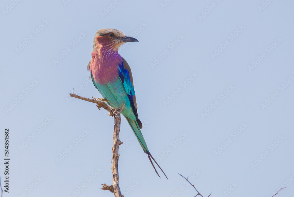 Fototapeta premium Lilac-breasted roles (Coracias caudatus) is a bird family belonging to the team. It is located in sub-Saharan Africa and wooded savanna areas in the southern part of the Arabian Peninsula.