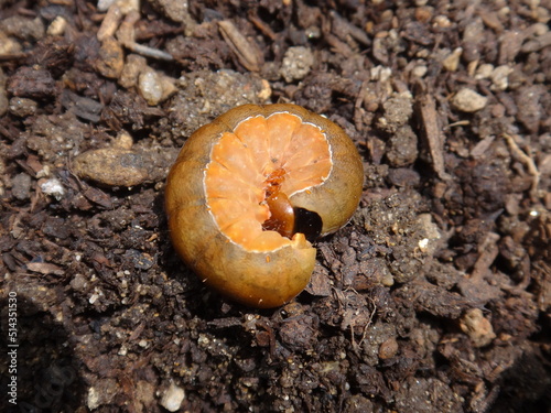 An orange caterpillar in the vegetable garden