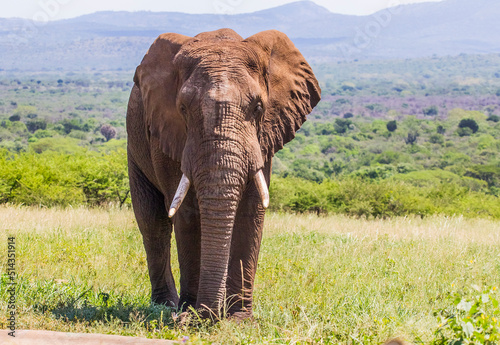 Elephants living in the wild African savannahs are very emotional and eat green all day long.