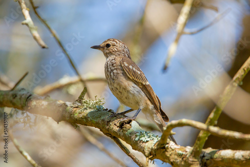 The ashy flycatcher (Muscicapa caerulescens) is a species of bird in the Old World flycatcher family Muscicapidae. It is found throughout sub-Saharan Africa.