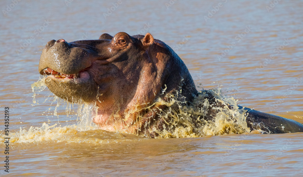 Fototapeta premium There are many hippos in the lake St. Lucia in South Africa. This hippo in Sungulwane park was very angry.