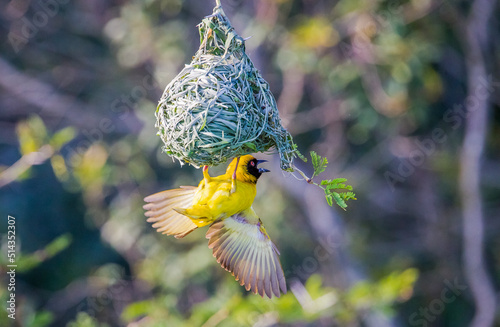 The southern masked weaver (Ploceus velatus), or African masked weaver, is a resident breeding bird species common throughout southern Africa.