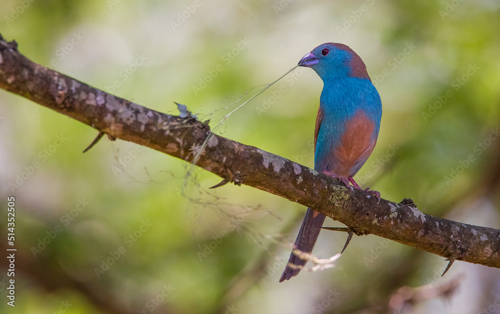 Blue waxbill (Uraeginthus angolensis) is a common cough finch found in South Africa