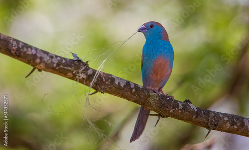 Blue waxbill (Uraeginthus angolensis) is a common cough finch found in South Africa