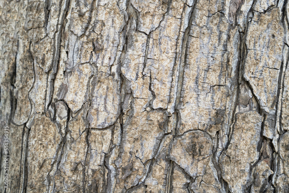 dry tree bark texture background. dry tree bark texture background.