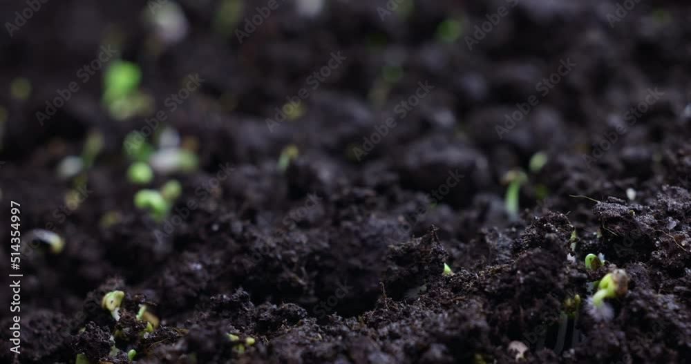 Timelapse sprouting of sprouts from the ground in a dynamic shot. High quality 4k footage