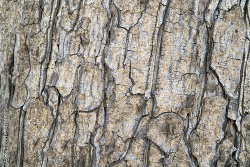 dry tree bark texture background.