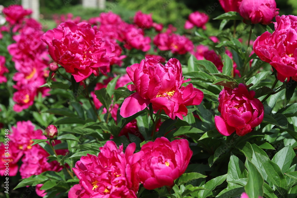 Pink peonies flower bloom in garden. Close up. Pink peonies flower bloom in garden. Close up.