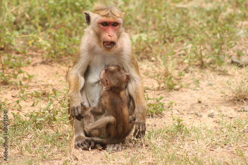 baboon sitting on the ground