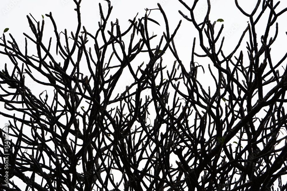 a beautiful black and white scene of trees during Autumn and most of the leaves are lost and there are some remaining leaves still left on the branch a beautiful black and white scene of trees during Autumn and most of the leaves are lost and there are some remaining leaves still left on the branch