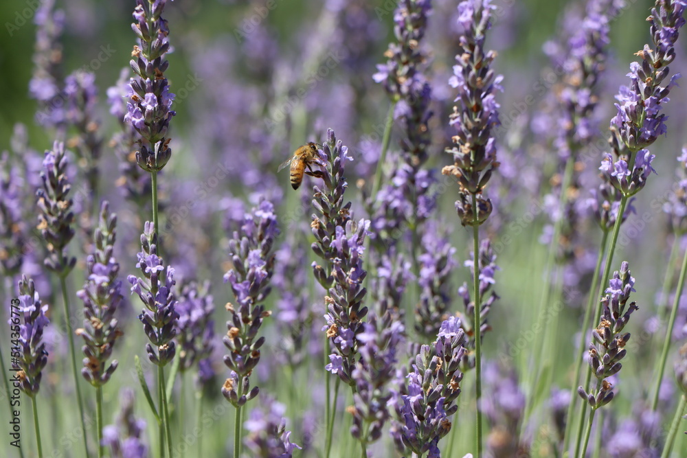 Lavender Field in Region