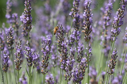 Lavender Field in Region