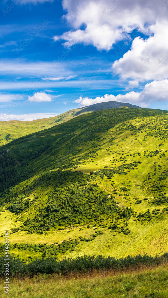 natural summer landscape with mountain valley. idyllic outdoor scenery of carpathian alps with fresh green meadows. warm sunny weather with gorgeous fluffy clouds on a blue sky