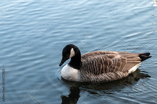Swimming canadian goose in a lake