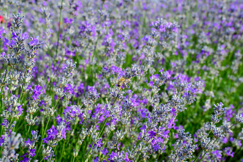 Many small blue lavender flowers in a garden in a sunny summer day photographed with selective focus, beautiful outdoor floral background.