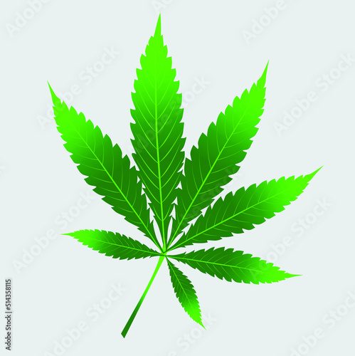 vector  A picture of cannabis leaves used to make a poster on a gray background.