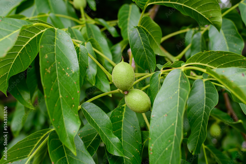 Delicate small vivid green walnuts and large leaves in tree, in direct sunlight in a garden in a sunny summer day, beautiful outdoor floral background photographed with soft focus. Delicate small vivid green walnuts and large leaves in tree, in direct sunlight in a garden in a sunny summer day, beautiful outdoor floral background photographed with soft focus.