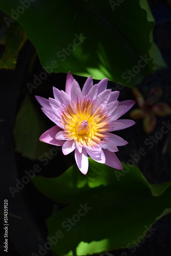 Water lotus after bloom