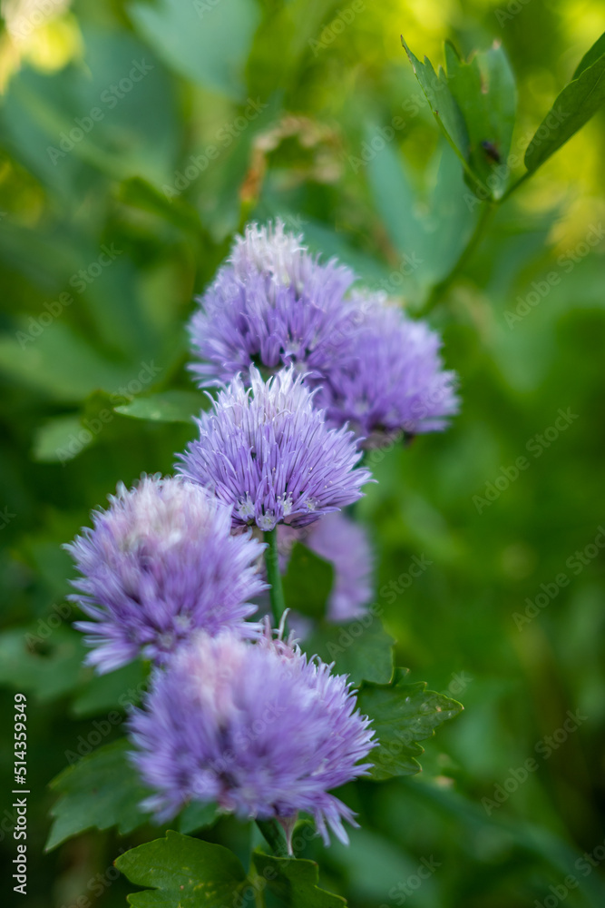 Garten, Pflanzen, Blüten, Urlaub, Erholung Garten, Pflanzen, Blüten, Urlaub, Erholung