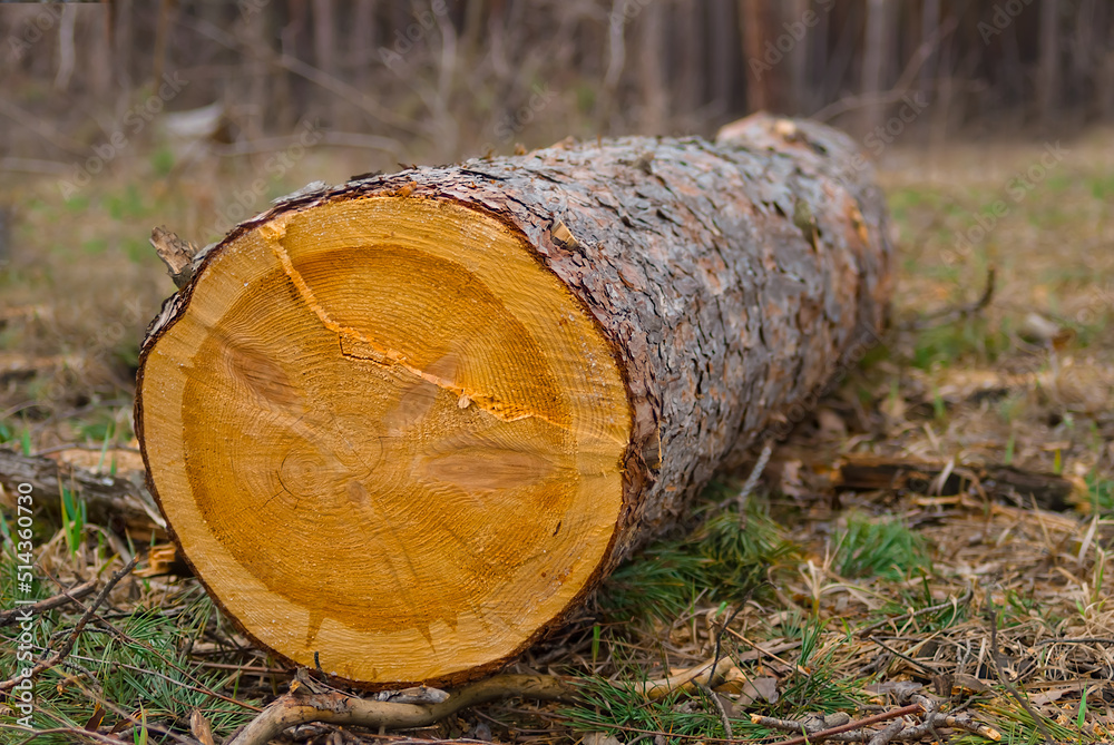 closeup pine tree trunk lie on forest glade closeup pine tree trunk lie on forest glade