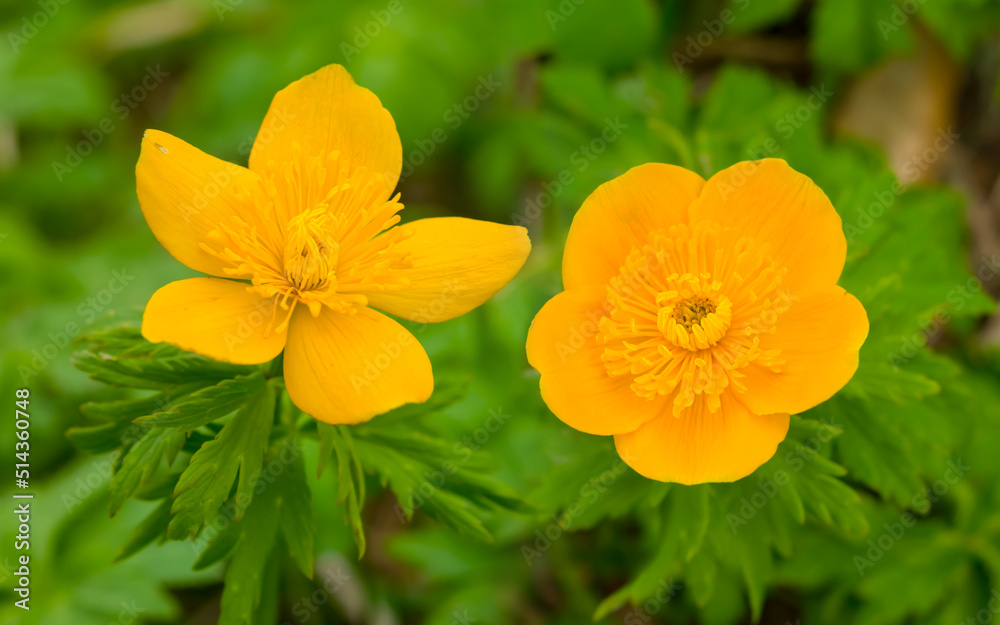Fototapeta premium closeup yellow wild crocus flowersin forest, beautiful natural background