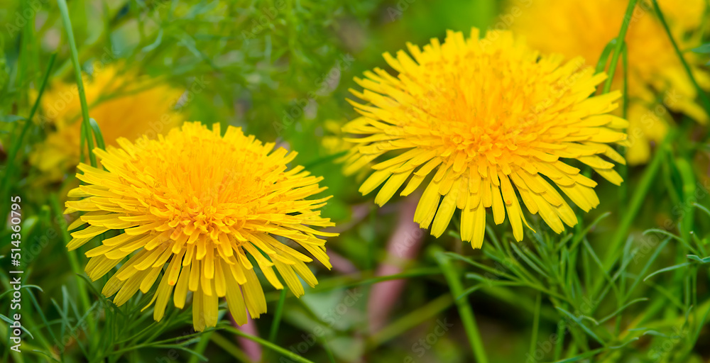 closeup yellow dandelion flowers in green grass closeup yellow dandelion flowers in green grass