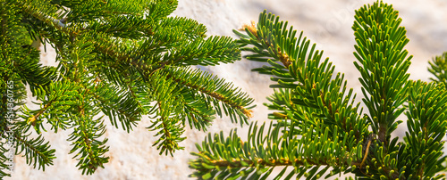 closeup fir tree branch in spring forest