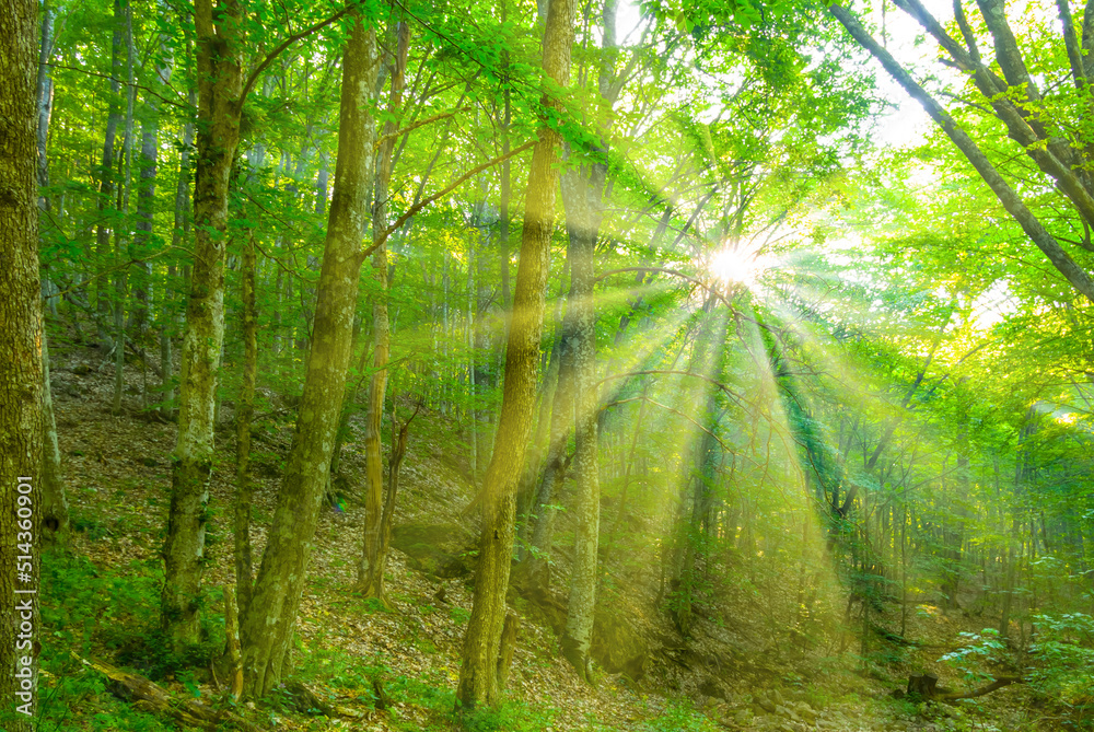 Naklejka premium forest on mount slope with sun rays push through th trees