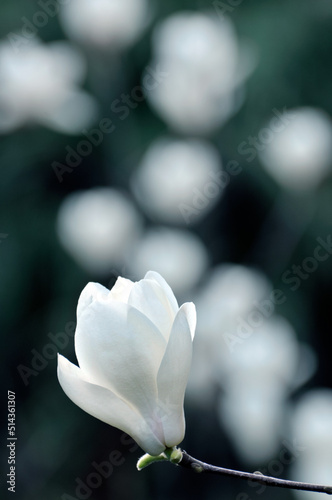 Fototapeta Naklejka Na Ścianę i Meble -  blossoming magnolia in spring
