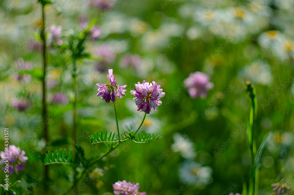 Close up, macro. Crownvetch or Securigera varia or purple crown vetch. Flowering field plants. Close up, macro. Crownvetch or Securigera varia or purple crown vetch. Flowering field plants.